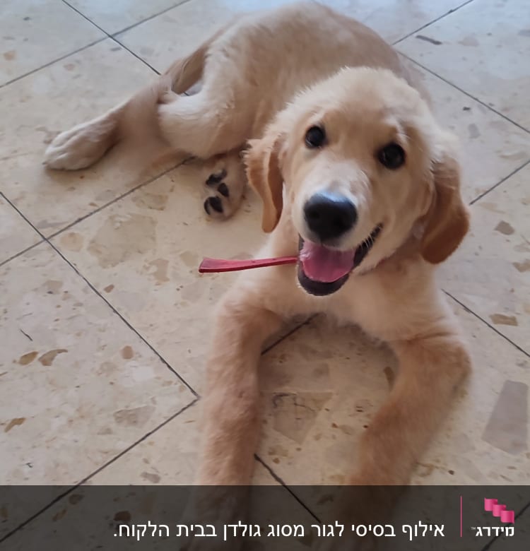 כלב מחזיק צעצוע אדום בפה על רצפה